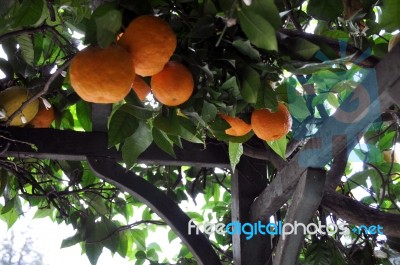 Orange And Lemon Trees Stock Photo