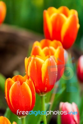 Orange And Yellow Tulips Stock Photo