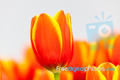 Orange And Yellow Tulips Stock Photo