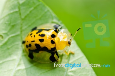 Orange Beetle In Green Nature Stock Photo