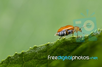 Orange Beetle On Green Leaf Stock Photo