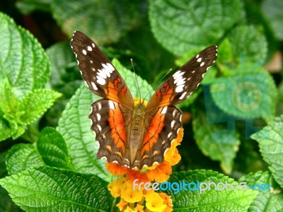 Orange Butterfly - Anarthia Amathea Roeselia Stock Photo