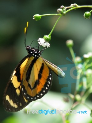 Orange Butterfly - Lycorea Cleobaea Stock Photo
