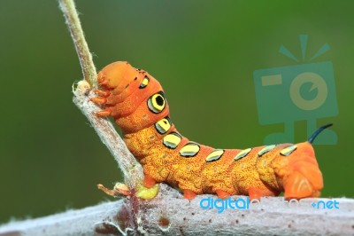 Orange Caterpillar Stock Photo