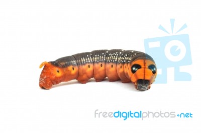 Orange Caterpillar Stock Photo