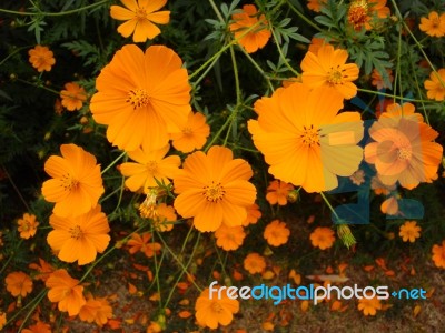 Orange Cosmos Stock Photo
