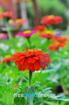 Orange Flowers Stock Photo