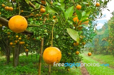 Orange Garden In North Of Thailand Stock Photo