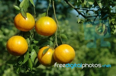 Orange On Tree Stock Photo
