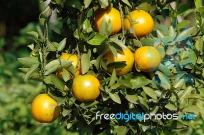 Orange Orchard Stock Photo