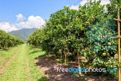 Orange Orchard In Thailand Stock Photo