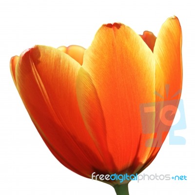 Orange Tulip Isolate Over White Stock Photo