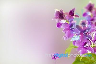 Orchid Flower Stock Photo