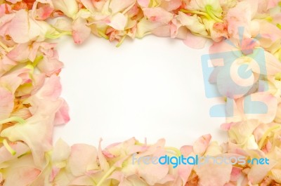 Orchid Flower Frame Stock Photo