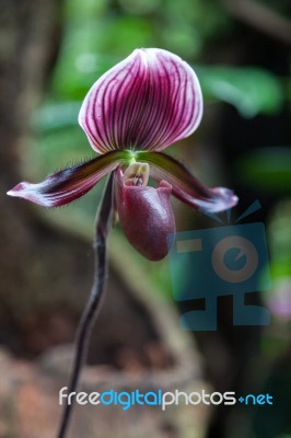 Blackjack orchid