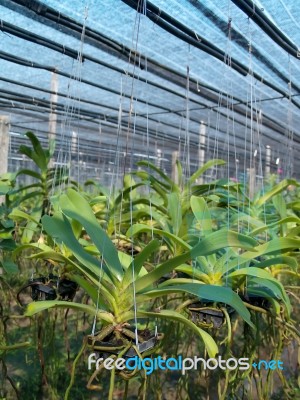 Orchid Plant Nursery Stock Photo