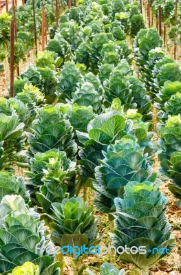 Organic Green  Ornamental Cabbage Stock Photo