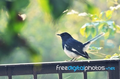 Oriental Magpie, Robin Stock Photo