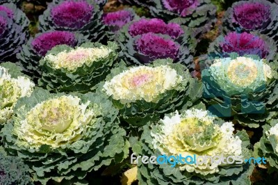 Ornamental Cabbage Stock Photo