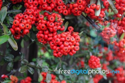 Ornamental Shrub Of Red Berries In Autumn With Raindrops Stock Photo
