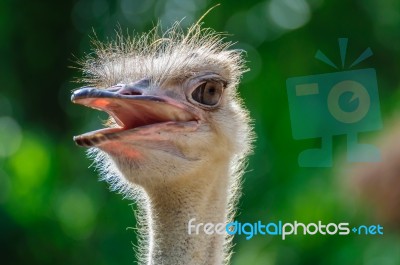 Ostrich Head Stock Photo