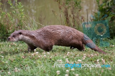 Otter Walking Along The Waters Edge Stock Photo