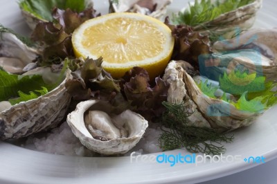 Oyster Stock Photo