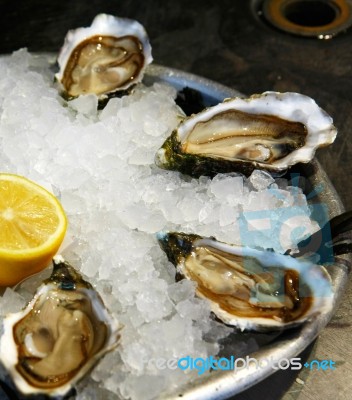 Oysters On Ice Stock Photo