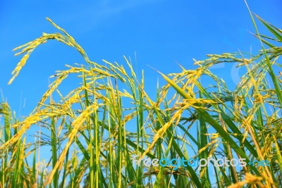 Paddy Rice Stock Photo