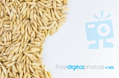 Paddy Rice Stock Photo