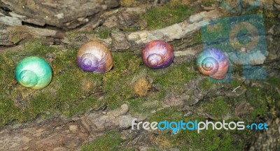 Painted In Snail Shell Stock Photo