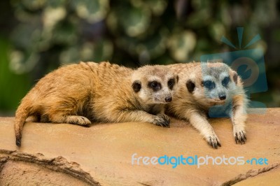 Pair Of Meerkat Lying Stock Photo