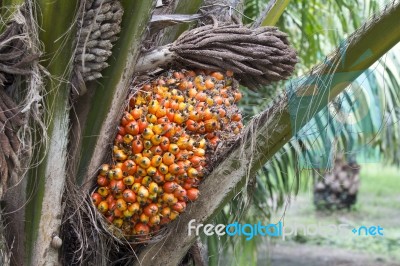 Palm Fruit On The Tree Stock Photo