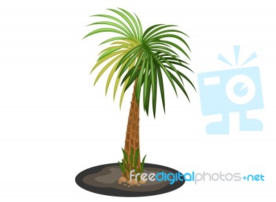 Palm Tree Stock Image