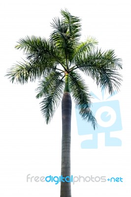 Palm Tree Isolated On White Background Stock Photo