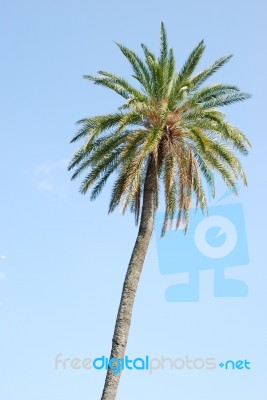 Palm Tree With Blue Sky Background Stock Photo