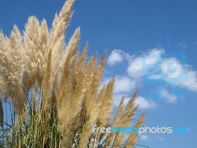 Pampas Grass Stock Photo
