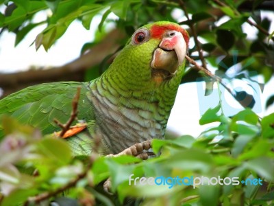Parrot - Amazona Vinacea Stock Photo