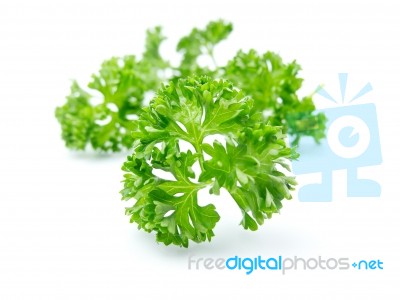 Parsley Stock Photo