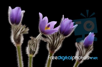 Pasque Flower Stock Photo