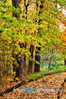 Pathway In Colorful Autumn Arboretum Park Stock Photo