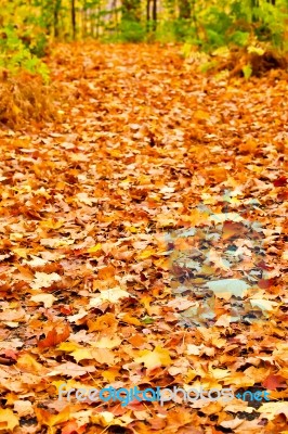 Pathway In Colorful Autumn Arboretum Park Stock Photo