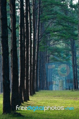 Pathway Pine Tree Stock Photo