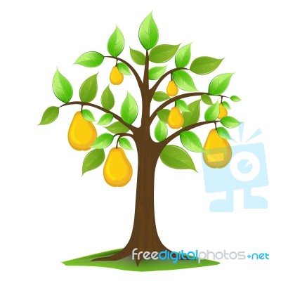 Pears In Tree Stock Image