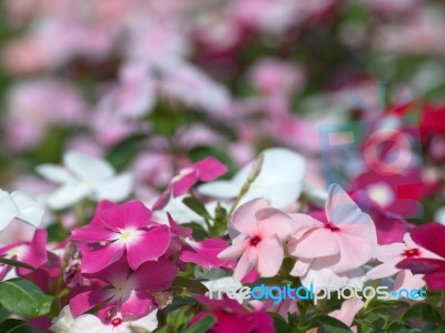 Periwinkle Flower Stock Photo