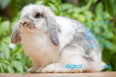 Pet Rabbit Stock Photo