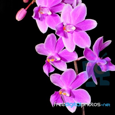 Phalaenopsis Hybrid Stock Photo
