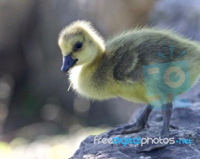 Photo Of A Chick Of Canada Geese On A Trail Stock Photo