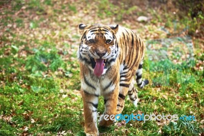 Photograph Of Walking Siberian Tiger Stock Photo