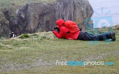 Photographing Puffins Stock Photo